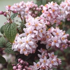 2 x Deutzie hybride 'Mont Rose' - Deutzia Hybrida 'Mont Rose'  - 40-60 cm pot