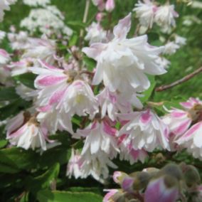 2 x Deutzie rude - Deutzia scabra 'Codsall Pink'  - 40-60 cm pot