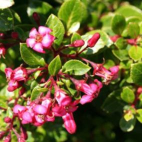 2 x Escallonia 'Red Dream' - Escallonia 'Red Dream'  - 20-25 cm pot