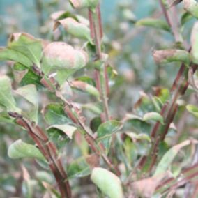 2 x Fusain ailé - Euonymus Alatus  - 40-60 cm pot