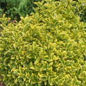 2 x Fusain du Japon 'Aureomarginatus' - Euonymus japonicus 'Aureomarginatus'  - 40-50 cm pot