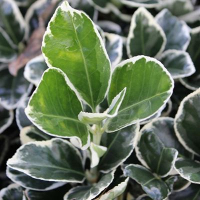 Euonymus Japonicus ‘Kathy’ – Japanse Kardinaalshoed – 20-30 Cm Pot, Groenblijvend, Witbont, Compacte Struik, Ideaal Voor Kleine Tuinen