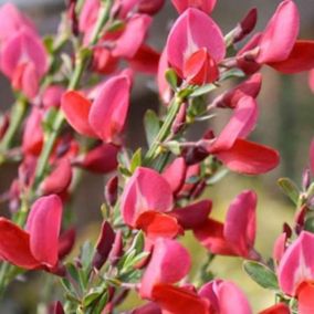 2 x Genêt 'Boskoop Ruby' - Cytisus 'Boskoop Ruby'  - 40-60 cm pot