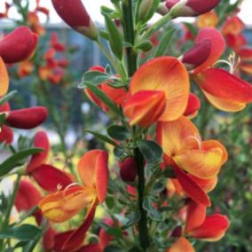 2 x Genêt 'Goldfinch' - Cytisus 'Goldfinch'  - 40-60 cm pot