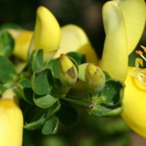 2 x Genêt 'Luna' - Cytisus 'Luna'  - 40-60 cm pot