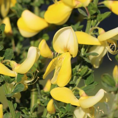 2 x Genêt 'Luna' - Cytisus 'Luna'  - 40-60 cm pot