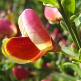 2 x Genêt 'Maria Burkwood' - Cytisus 'Maria Burkwood'  - 40-60 cm pot