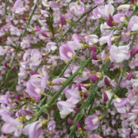 2 x Genêt 'Moyclare Pink' - Cytisus 'Moyclare Pink'  - 40-60 cm pot