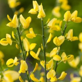 2 x Genêt précoce 'Allgold' - Cytisus Praecox 'Allgold'  - 40-60 cm pot