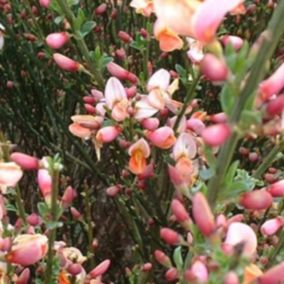 2 x Genêt 'Zeelandia - Cytisus 'Zeelandia'  - 40-60 cm pot