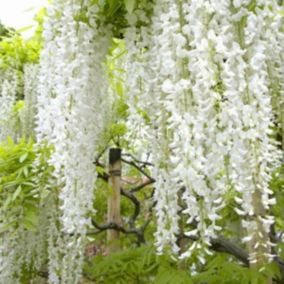 2 x Glycine Japonaise 'Shiro-noda' - Wisteria floribunda 'Shiro-Noda'  - 50-60 cm pot