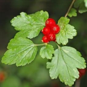 2 x Groseiller des Alpes - Ribes alpinum  - 50-60 cm pot