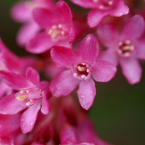 2 x Groseillier à fleurs - Ribes sanguineum  - 50-60 cm pot