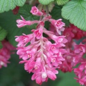 2 x Groseillier à fleurs - Ribes sanguineum 'King Edward Vii'  - 50-60 cm pot