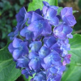 2 x Hortensia 'Blauer Zwerg' - Hydrangea macrophylla 'Blauer Zwerg'  - 25-30 cm pot