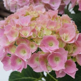 2 x Hortensia 'Bodensee' - Hydrangea macrophylla 'Bodensee'  - 25-30 cm pot