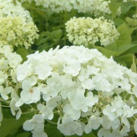 2 x Hortensia de Virginie 'Annabelle' - Hydrangea 'Annabelle'  - 25-30 cm pot