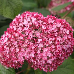 2 x Hortensia de Virginie 'Invincibelle - Hydrangea 'Invincibelle'  - 30-40 cm pot