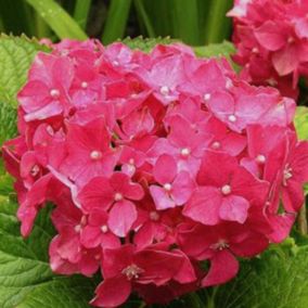 2 x Hortensia 'Deutschland' - Hydrangea macrophylla 'Deutschland'  - 25-30 cm pot