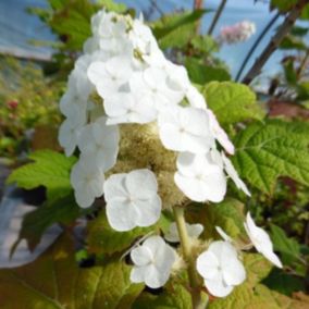 2 x Hortensia à feuilles de chêne 'Snow Queen' - Hydrangea Quercifolia 'Snow Queen'  - 30-40 cm pot