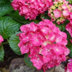 2 x Hortensia 'Glowing Embers' - Hydrangea macrophylla 'Glowing Embers'  - 25-30 cm pot