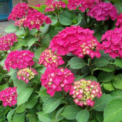 2 x Hortensia 'Glowing Embers' - Hydrangea macrophylla 'Glowing Embers'  - 25-30 cm pot