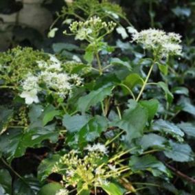 2 x Hortensia grimpant 'Petiolaris' - Hydrangea Anomala 'Petiolaris'  - 30-40 cm pot