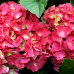 2 x Hortensia 'Hamburg' - Hydrangea macrophylla 'Hamburg'  - 25-30 cm pot