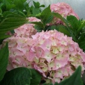 2 x Hortensia 'King George VII' - Hydrangea macrophylla 'King George Vii'  - 25-30 cm pot