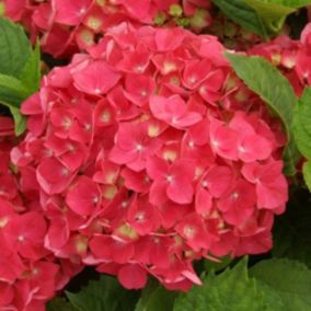 2 x Hortensia 'Leuchtfeuer' - Hydrangea macrophylla 'Leuchtfeuer'  - 25-30 cm pot