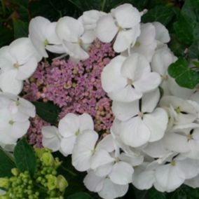 2 x Hortensia 'Libelle' - Hydrangea macrophylla 'Libelle'  - 25-30 cm pot