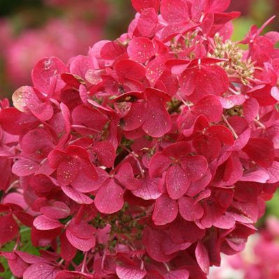 2 x Hortensia paniculé 'Diamond Rouge' - Hydrangea paniculata 'Diamond ...