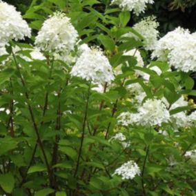 2 x Hortensia paniculé 'Grandiflora' - Hydrangea Paniculata 'Grandiflora'  - 40-50 cm pot