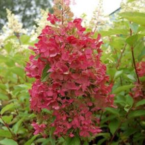 2 x Hortensia paniculé 'Pinky Winky' - Hydrangea Paniculata 'Pinky Winky'  - 40-50 cm pot