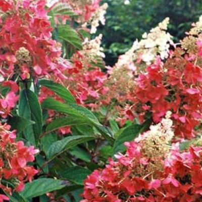 2 x Hortensia paniculé 'Pinky Winky' - Hydrangea paniculata 'Pinky Winky'  - 40-50 cm pot