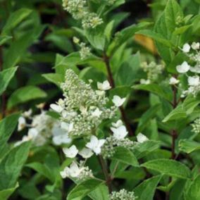 2 x Hortensia paniculé 'Unique' - Hydrangea paniculata 'Unique'  - 40-50 cm pot