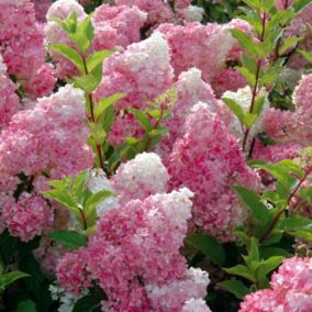 2 x Hortensia paniculé 'Vanille fraise' - Hydrangea paniculata Vanille Fraise  - 40-50 cm pot