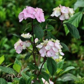 2 x Hortensia 'Preziosa' - Hydrangea serrata 'Preziosa'  - 25-30 cm pot