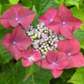 2 x Hortensia 'Rotkehlchen' - Hydrangea macrophylla 'Rotkehlchen'  - 20-25 cm pot