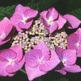 2 x Hortensia 'Teller Rose' - Hydrangea 'Teller Rose'  - 25-30 cm pot