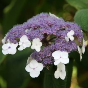 2 x Hortensia villosa - Hydrangea villosa  - 25-30 cm pot