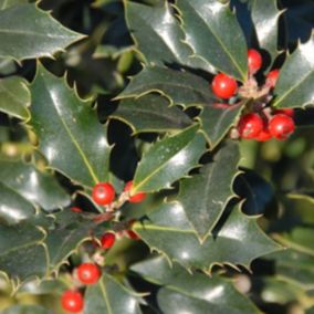 2 x Houx 'Alaska' - Ilex aquifolium 'Alaska'  - 40-60 cm pot