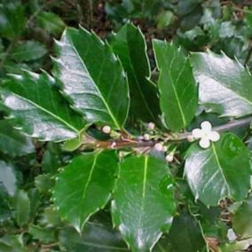 2 x Houx 'Blue Prince' - Ilex Meserveae 'Blue Prince'  - 40-60 cm pot