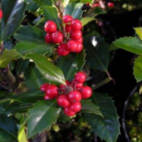 2 x Houx 'Heckenfee' - Ilex meserveae 'Heckenfee'  - 40-60 cm pot