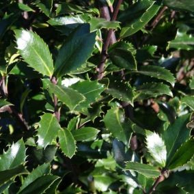 2 x Houx 'Heckenpracht' - Ilex meserveae 'Heckenpracht'  - 40-60 cm pot