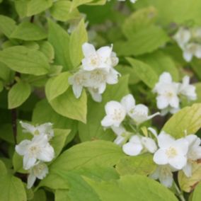 2 x Jasmin des poètes 'Aureus' - Philadelphus coronarius 'Aureus'  - 30-40 cm pot