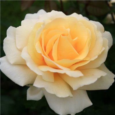 Rosier grimpant 'Pierre De Ronsard' - Pot de 10 cm/11cm, Issu de bouture