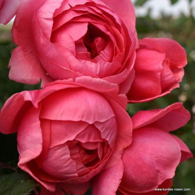 2 x Kordes Parfuma rosier - Rosa 'Garten Princess Marie José'