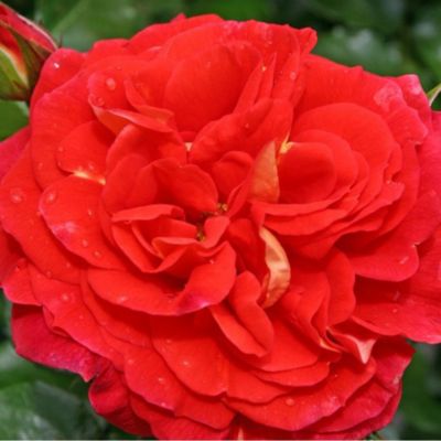 2 x Kordes Rose des fées - Rosa 'Gebrüder Grimm'