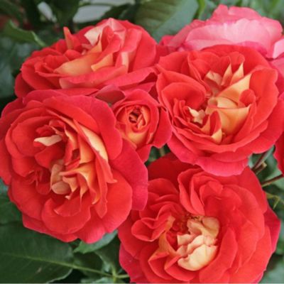 2 x Kordes Rose des fées - Rosa 'Gebrüder Grimm'